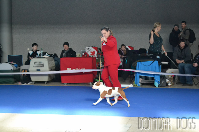 Shrnutí výstavní sezóny Domidar Dogs 2014