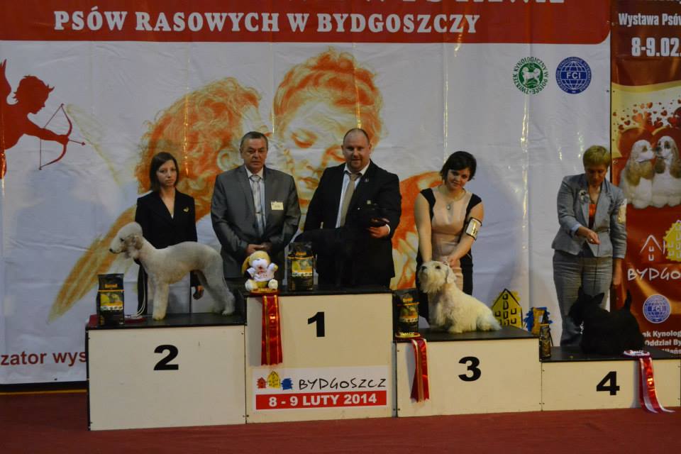 Shrnutí výstavní sezóny Domidar Dogs 2014