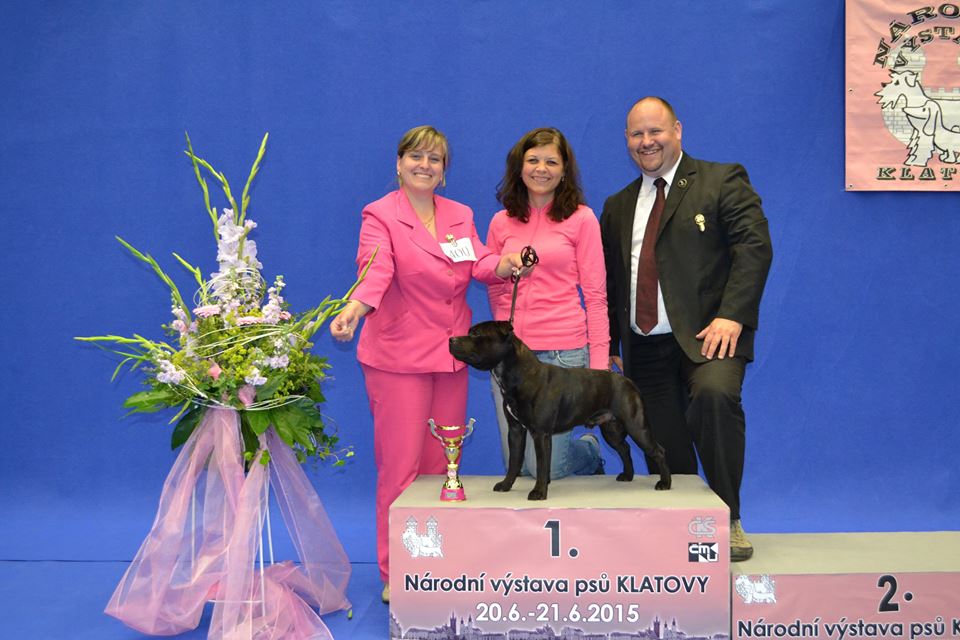 Shrnutí výstavní sezóny Domidar Dogs 2015