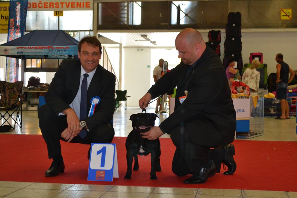 Shrnutí výstavní sezóny Domidar Dogs 2015
