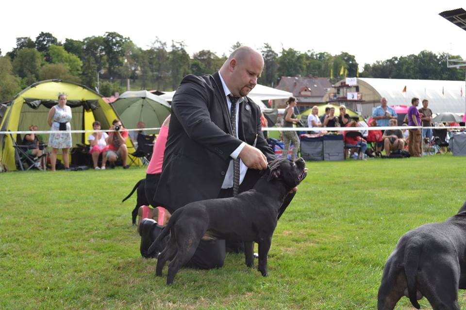 Shrnutí výstavní sezóny Domidar Dogs 2015