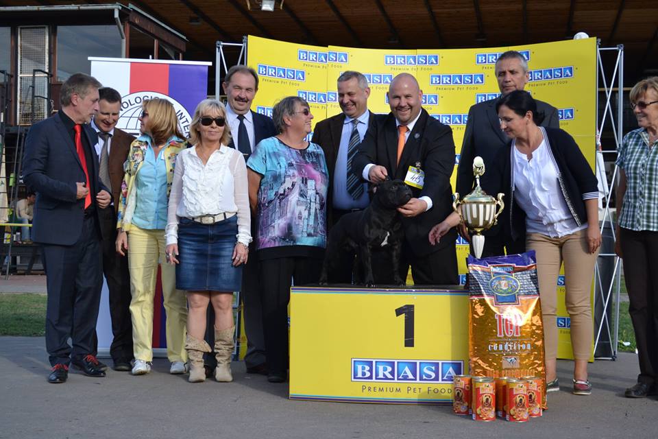 Shrnutí výstavní sezóny Domidar Dogs 2015