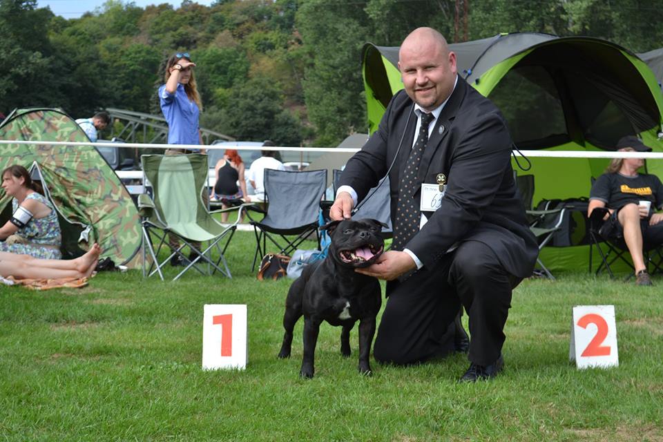 Shrnutí výstavní sezóny Domidar Dogs 2015