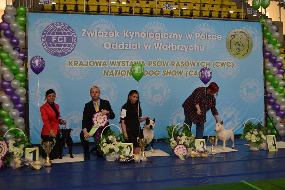 Shrnutí výstavní sezóny Domidar Dogs 2015