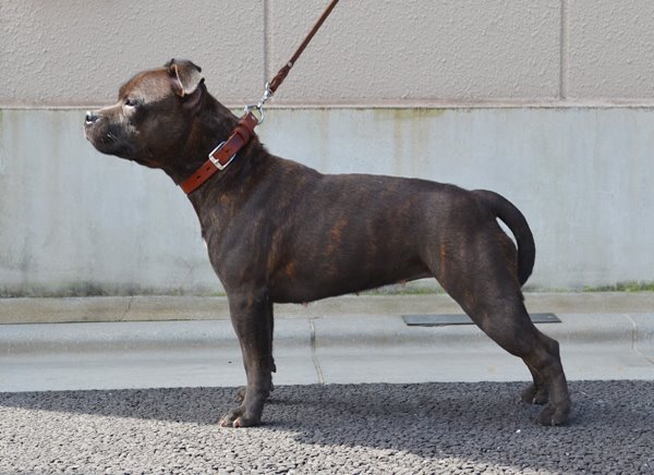 Shrnutí výstavní sezóny Domidar Dogs 2015