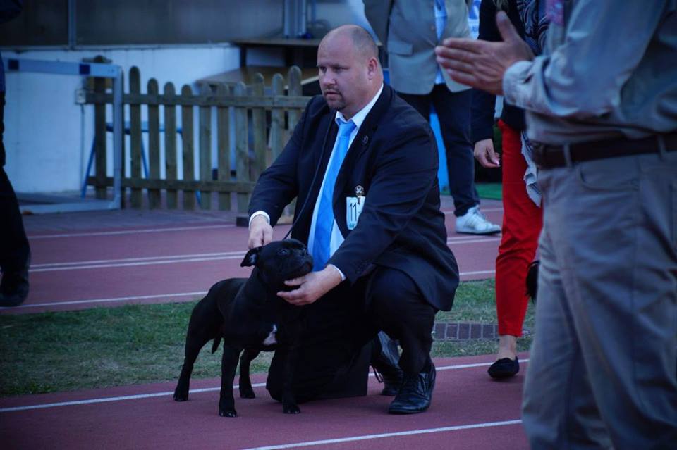 Shrnutí výstavní sezóny Domidar Dogs 2015