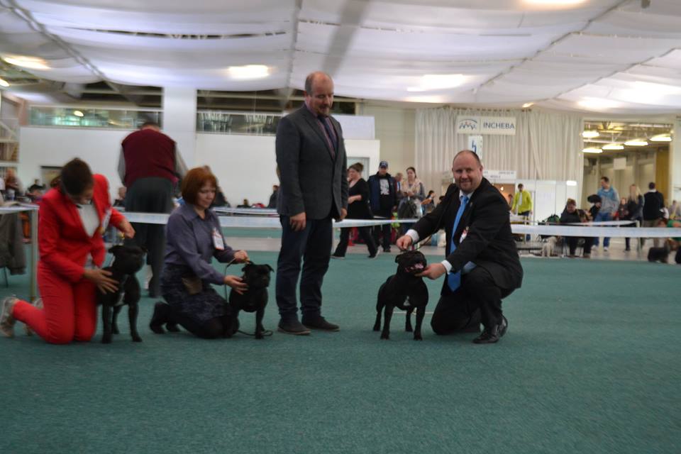 Shrnutí výstavní sezóny Domidar Dogs 2015