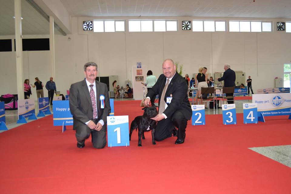 Shrnutí výstavní sezóny Domidar Dogs 2015