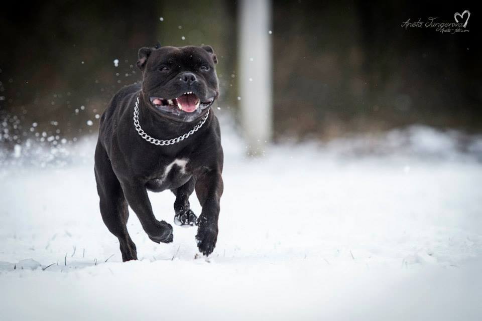 Shrnutí výstavní sezóny Domidar Dogs 2015