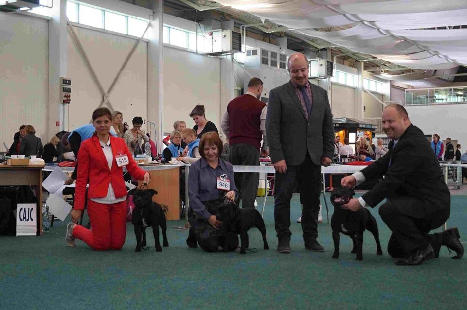Shrnutí výstavní sezóny Domidar Dogs 2015