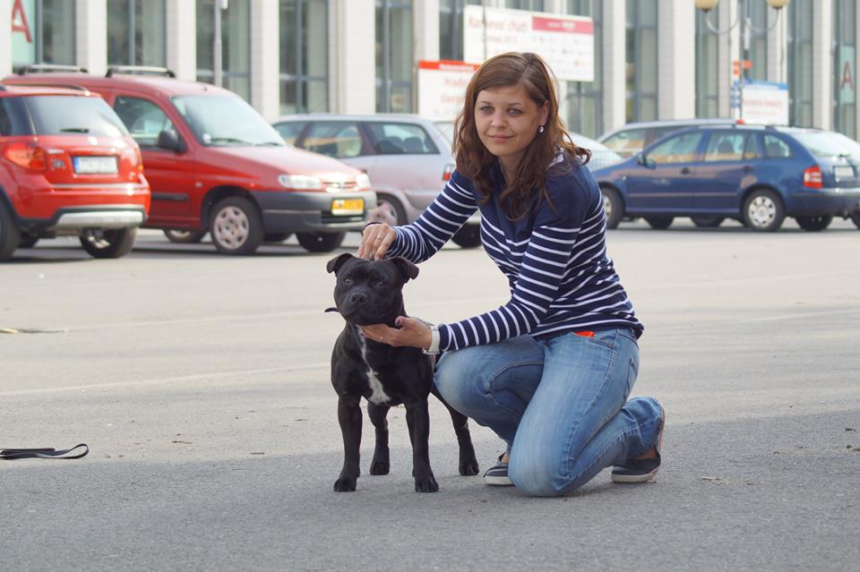 Shrnutí výstavní sezóny Domidar Dogs 2015