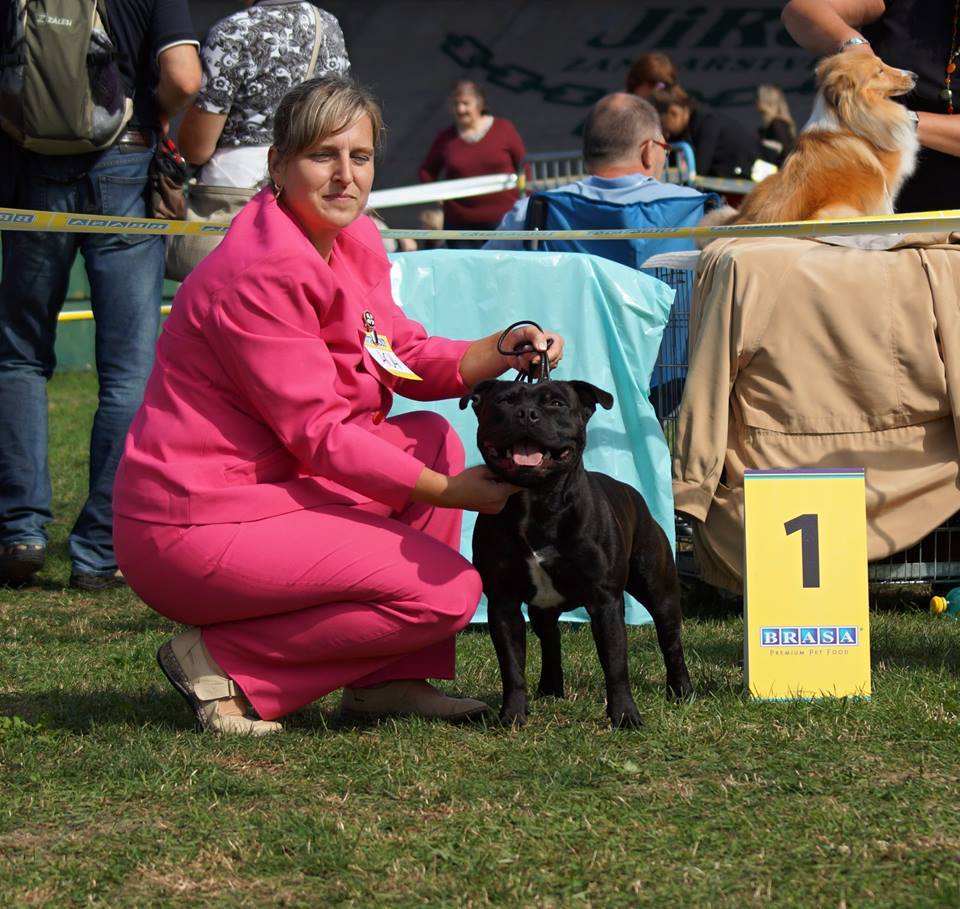 Shrnutí výstavní sezóny Domidar Dogs 2015