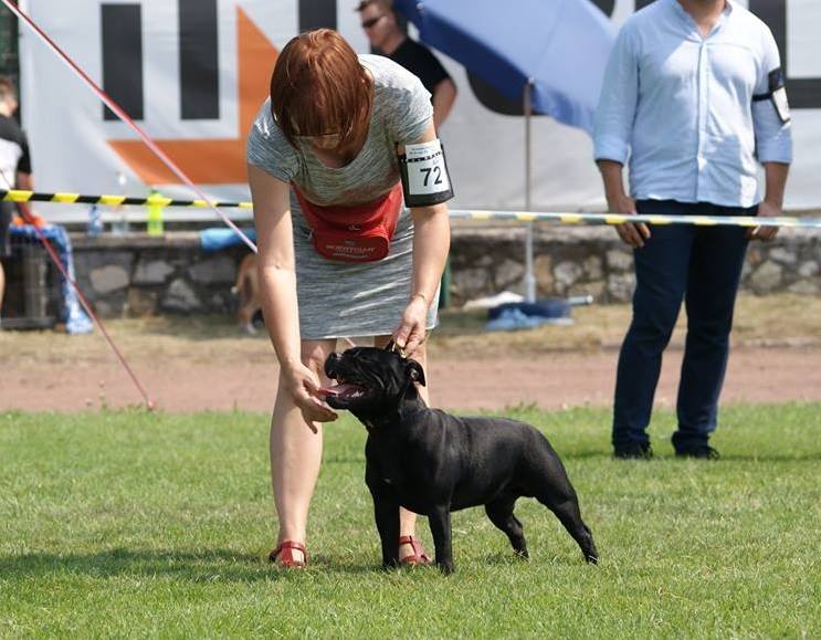 Shrnutí výstavní sezóny Domidar Dogs 2015