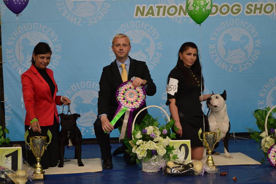Shrnutí výstavní sezóny Domidar Dogs 2015