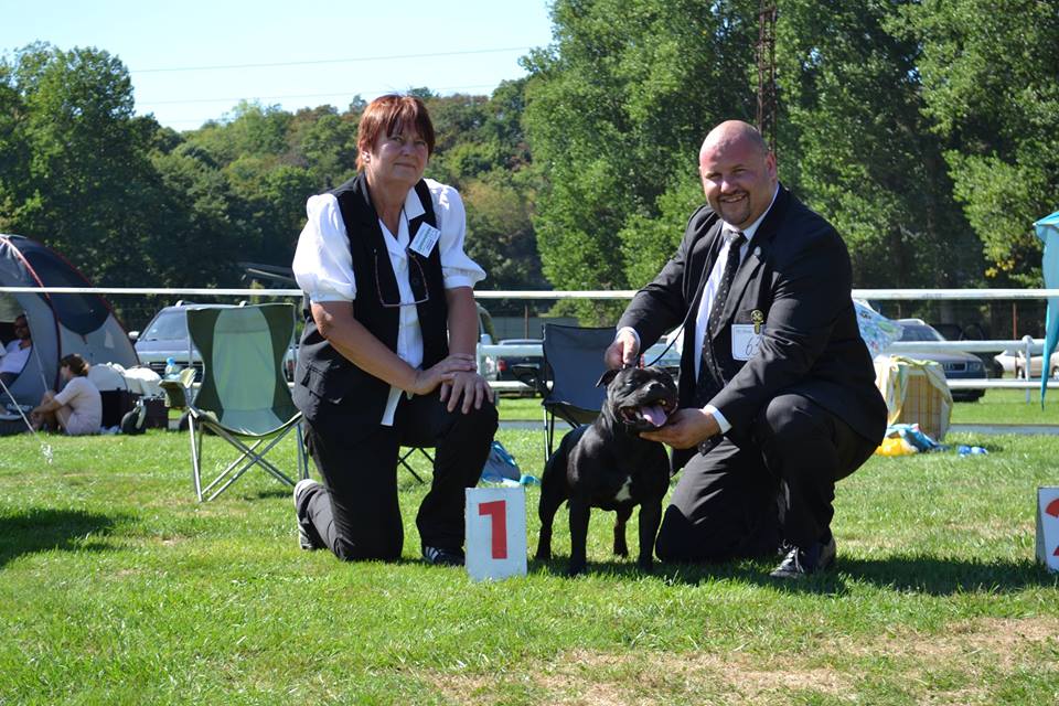 Shrnutí výstavní sezóny Domidar Dogs 2015