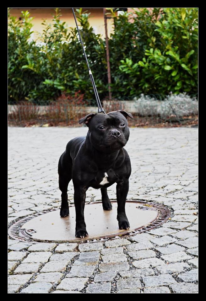 Shrnutí výstavní sezóny Domidar Dogs 2015