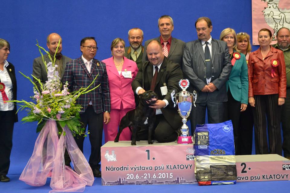 Shrnutí výstavní sezóny Domidar Dogs 2015