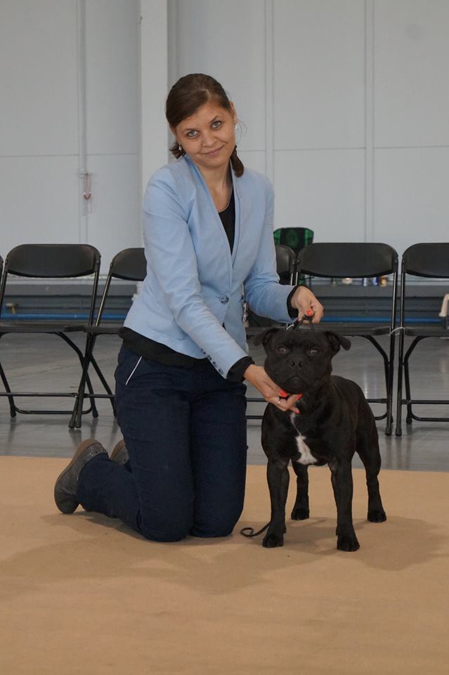 Shrnutí výstavní sezóny Domidar Dogs 2015