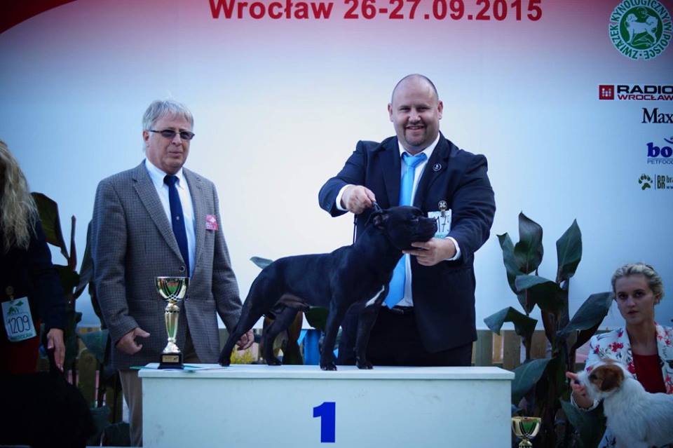 Shrnutí výstavní sezóny Domidar Dogs 2015