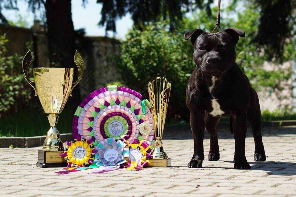 Shrnutí výstavní sezóny Domidar Dogs 2015