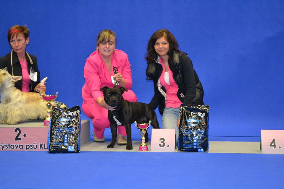 Shrnutí výstavní sezóny Domidar Dogs 2015