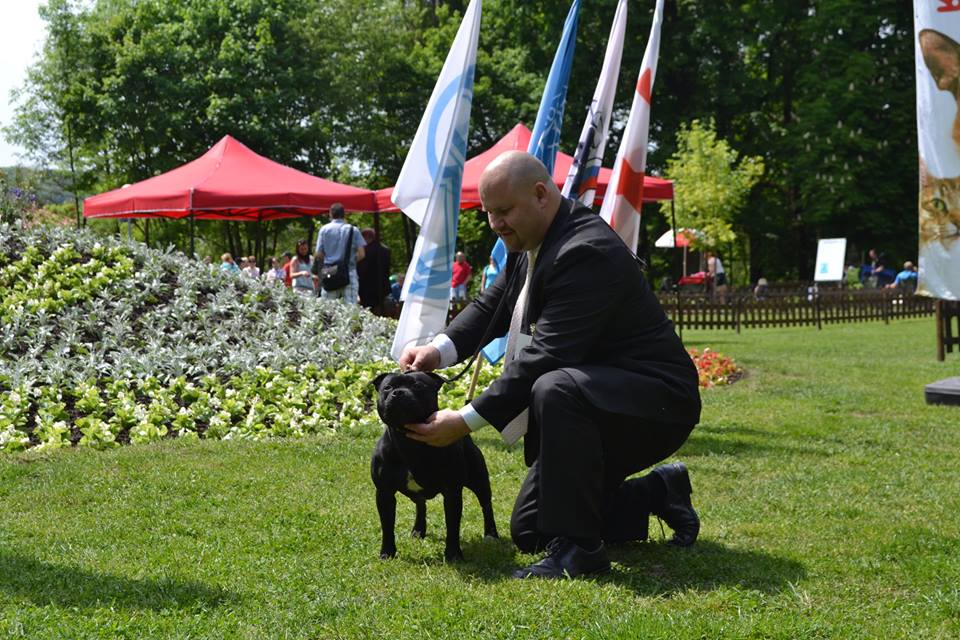 Shrnutí výstavní sezóny Domidar Dogs 2015