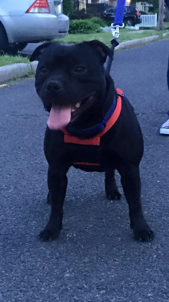 Shrnutí výstavní sezóny Domidar Dogs 2015