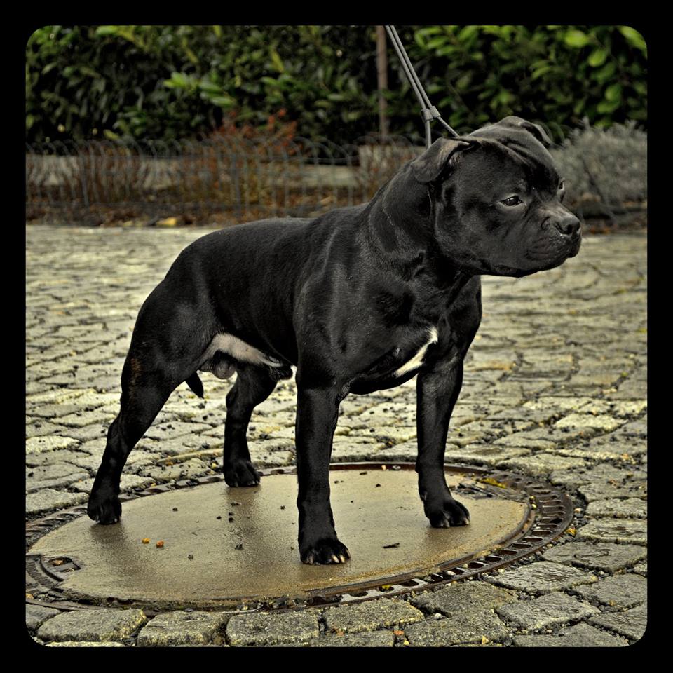 Shrnutí výstavní sezóny Domidar Dogs 2015