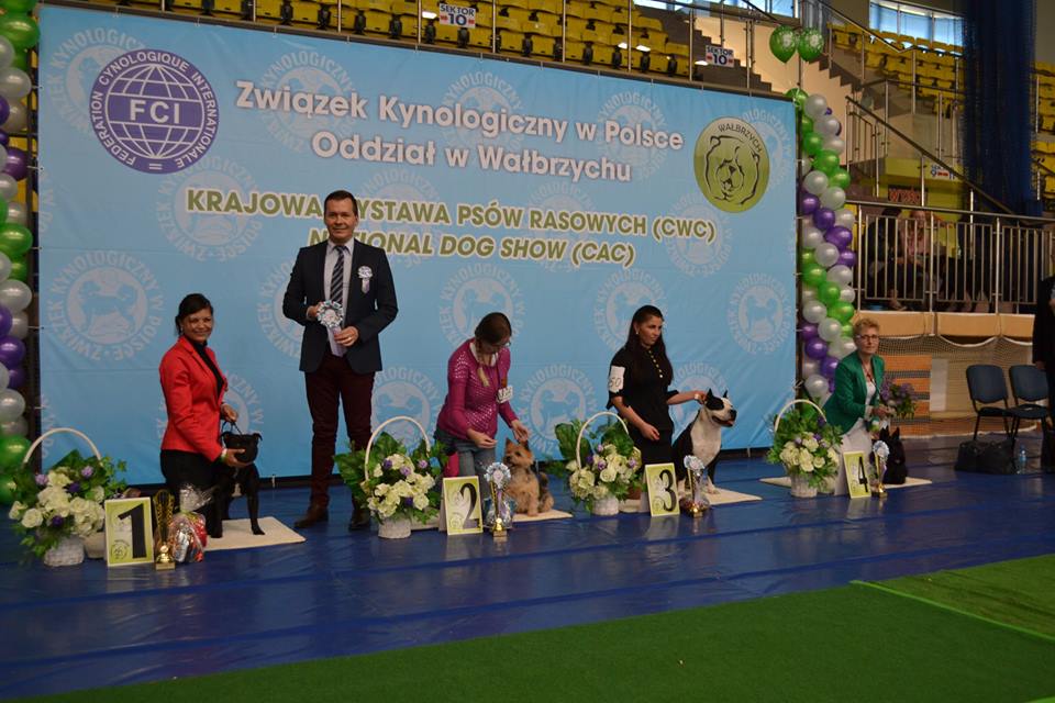 Shrnutí výstavní sezóny Domidar Dogs 2015
