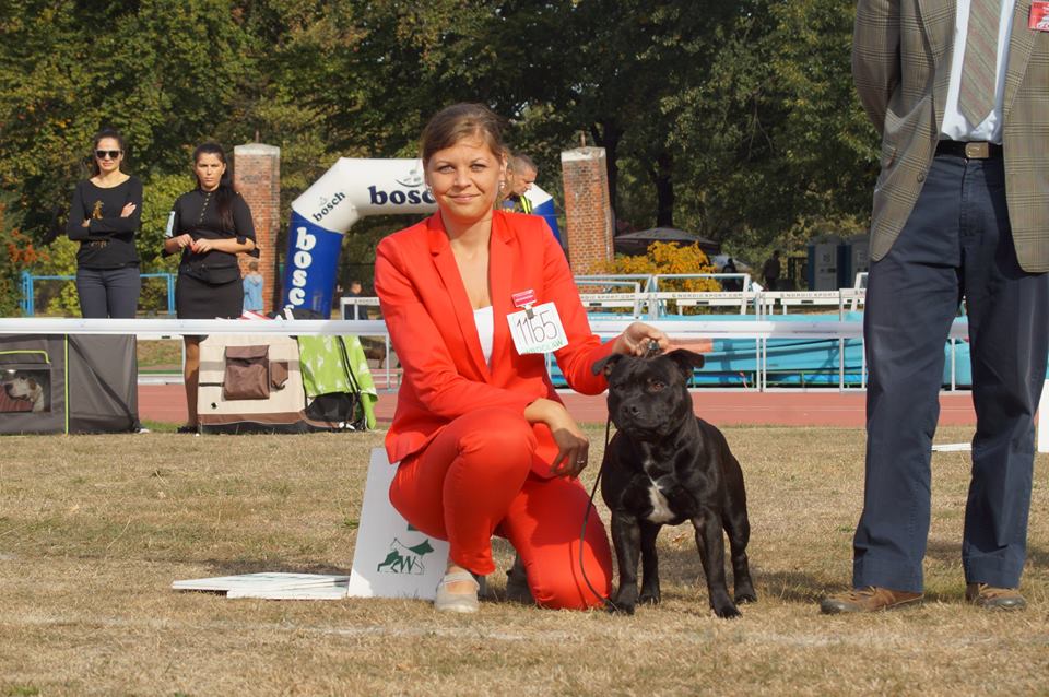 Shrnutí výstavní sezóny Domidar Dogs 2015