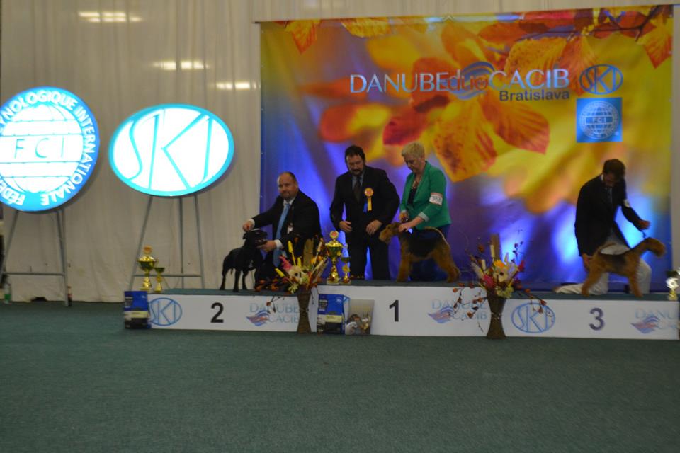Shrnutí výstavní sezóny Domidar Dogs 2015