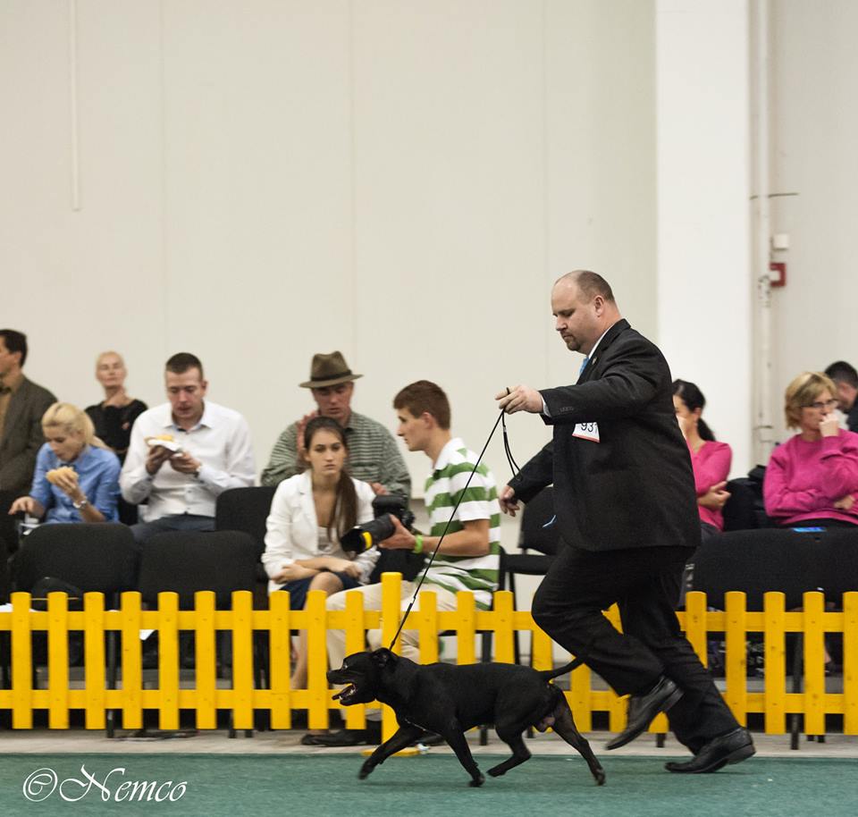 Shrnutí výstavní sezóny Domidar Dogs 2015