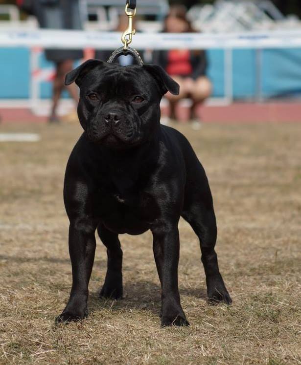 Shrnutí výstavní sezóny Domidar Dogs 2015