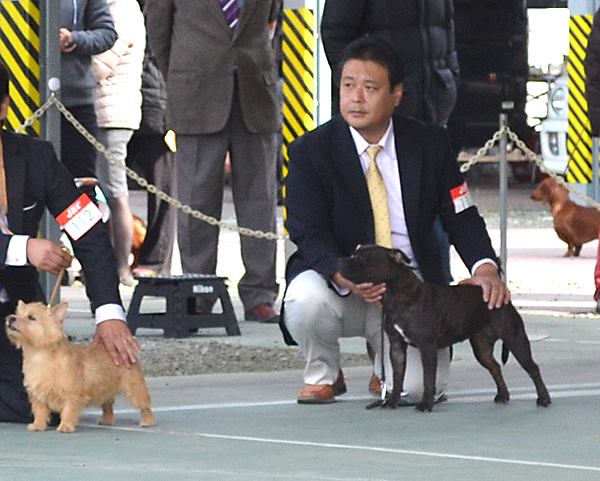 Shrnutí výstavní sezóny Domidar Dogs 2015