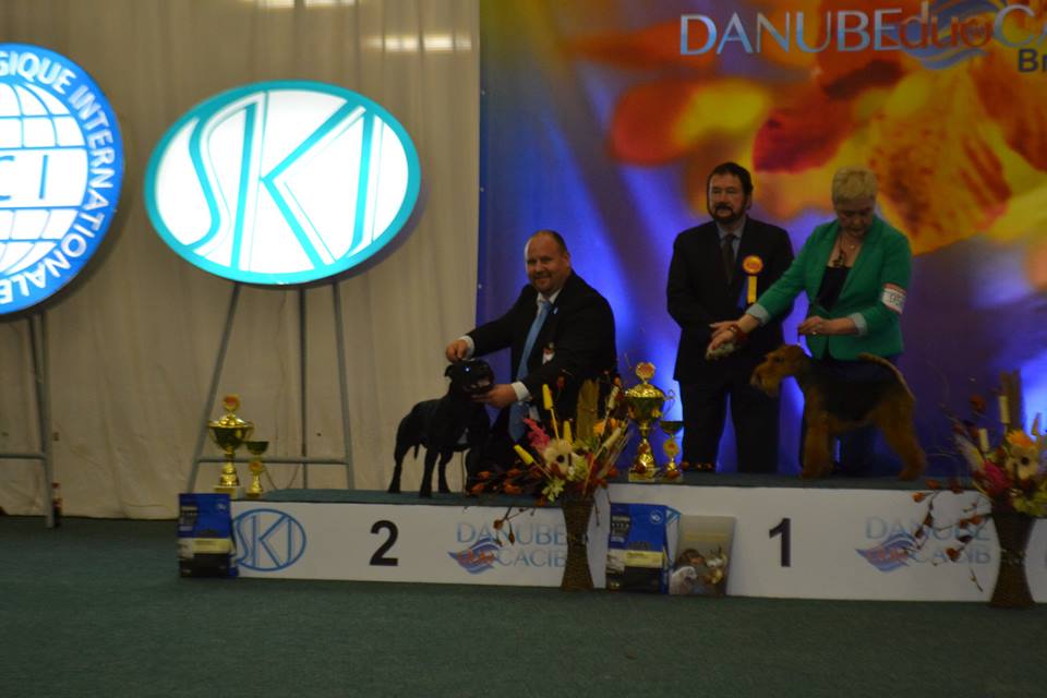 Shrnutí výstavní sezóny Domidar Dogs 2015