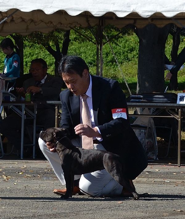 Shrnutí výstavní sezóny Domidar Dogs 2015
