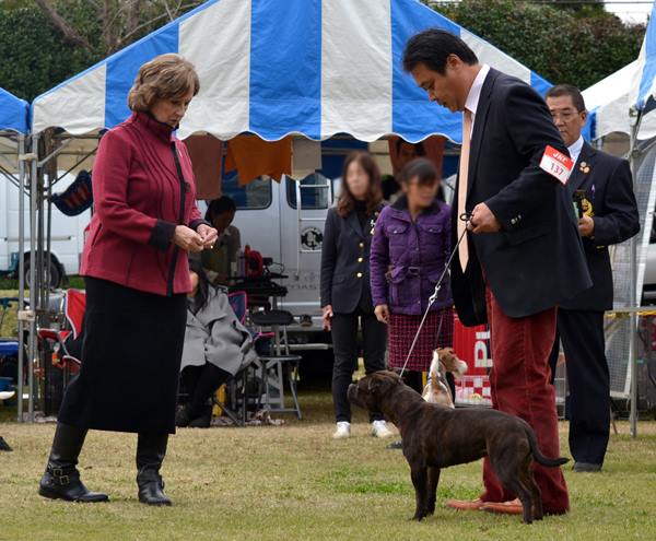 Shrnutí výstavní sezóny Domidar Dogs 2015