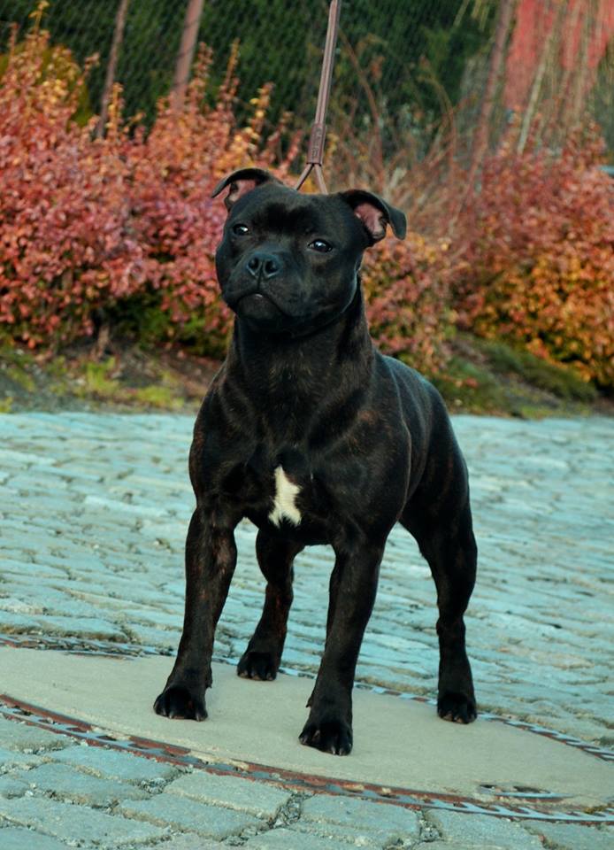 Shrnutí výstavní sezóny Domidar Dogs 2015