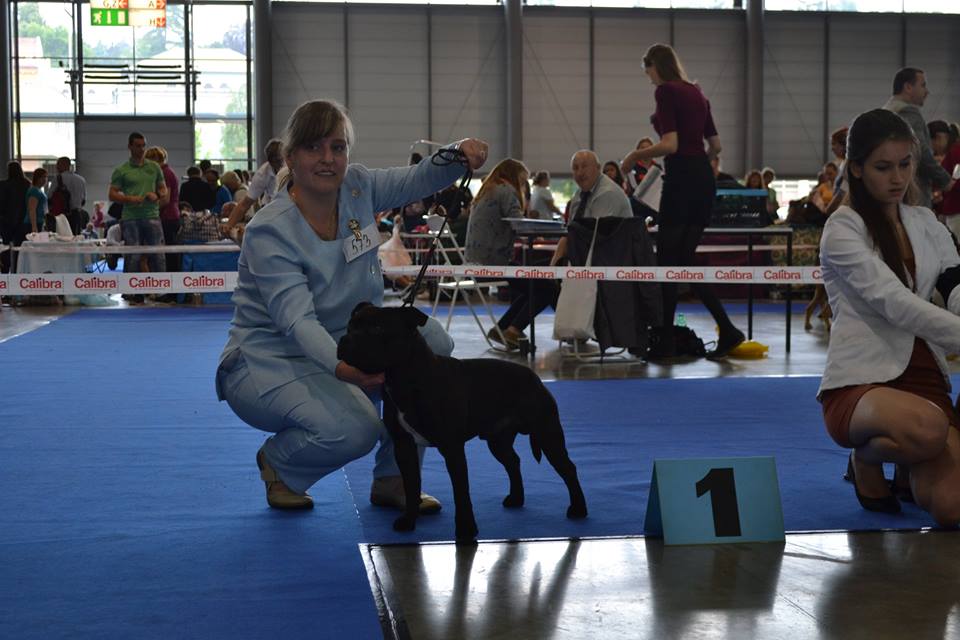 Shrnutí výstavní sezóny Domidar Dogs 2015