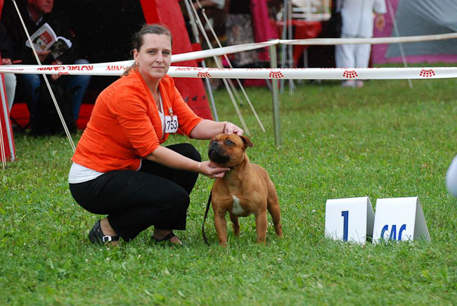 Shrnutí výstavní sezóny Domidar Dogs 2016