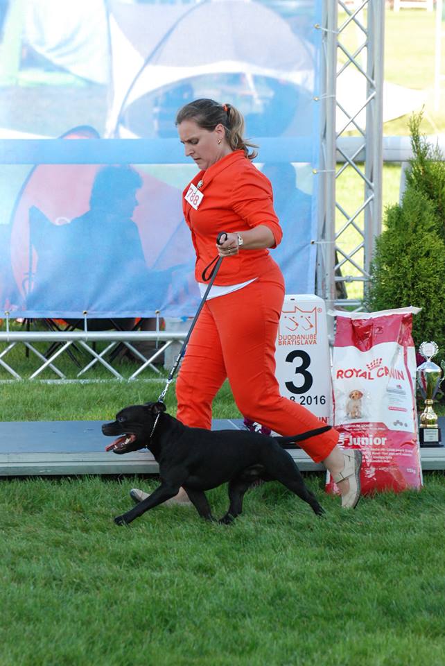 Shrnutí výstavní sezóny Domidar Dogs 2016