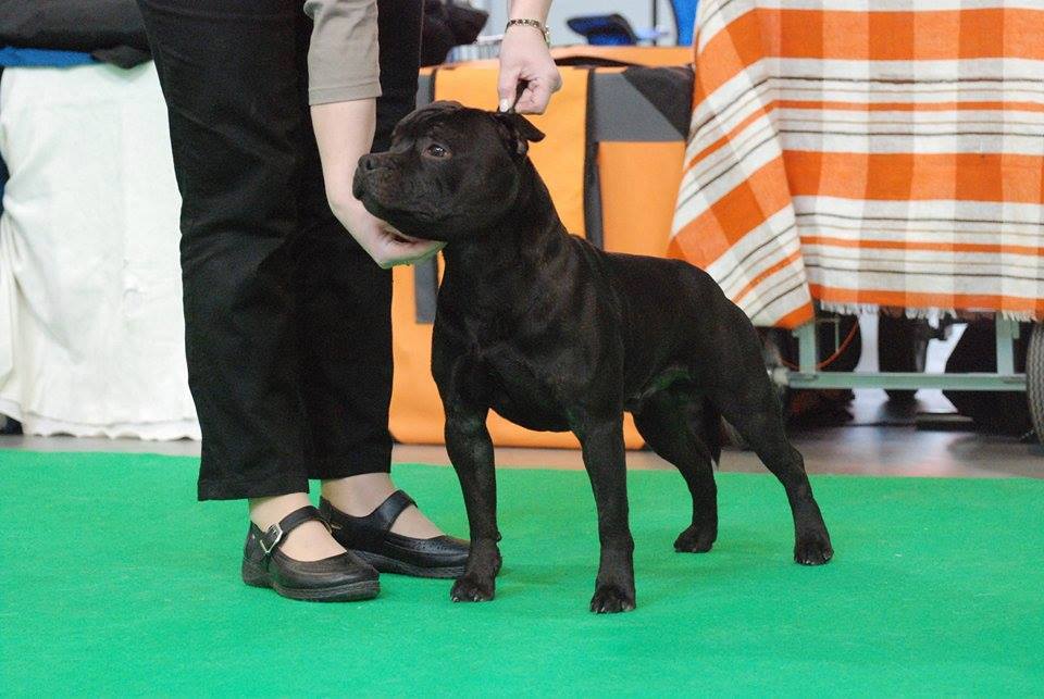 Shrnutí výstavní sezóny Domidar Dogs 2016
