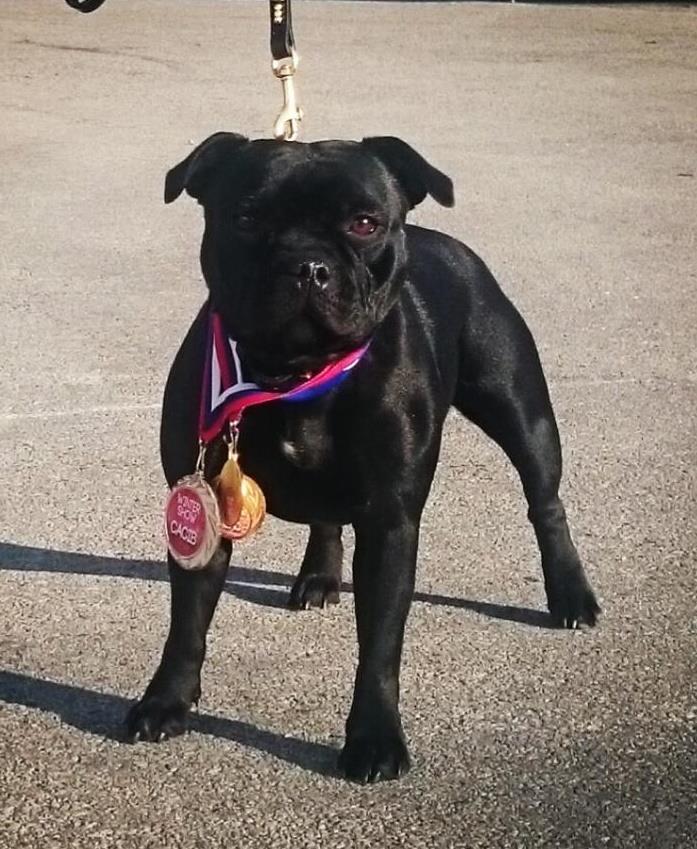 Shrnutí výstavní sezóny Domidar Dogs 2016