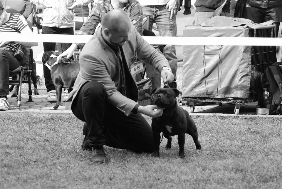 Shrnutí výstavní sezóny Domidar Dogs 2016