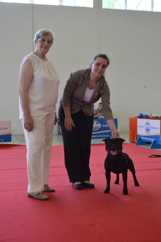 Shrnutí výstavní sezóny Domidar Dogs 2016