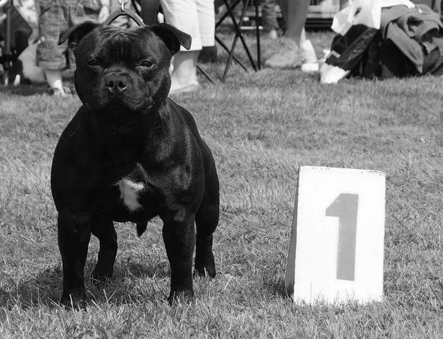 Shrnutí výstavní sezóny Domidar Dogs 2016