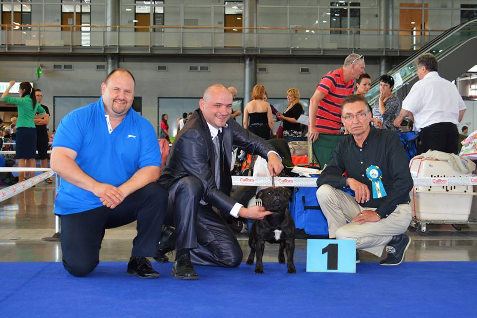 Shrnutí výstavní sezóny Domidar Dogs 2016