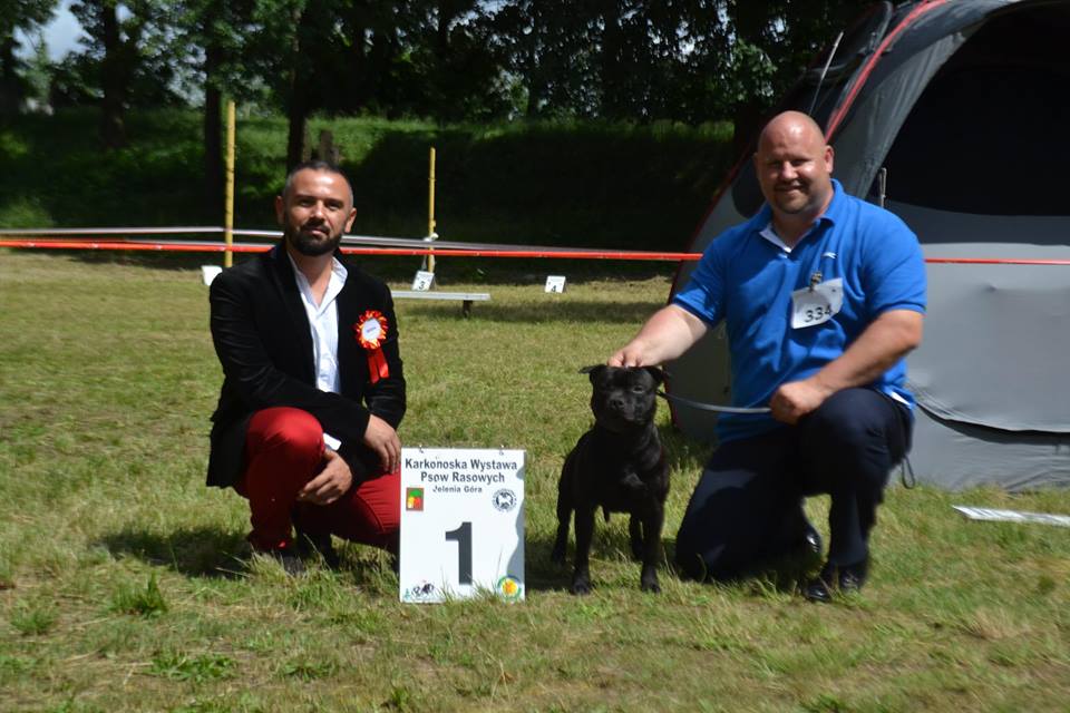 Shrnutí výstavní sezóny Domidar Dogs 2016