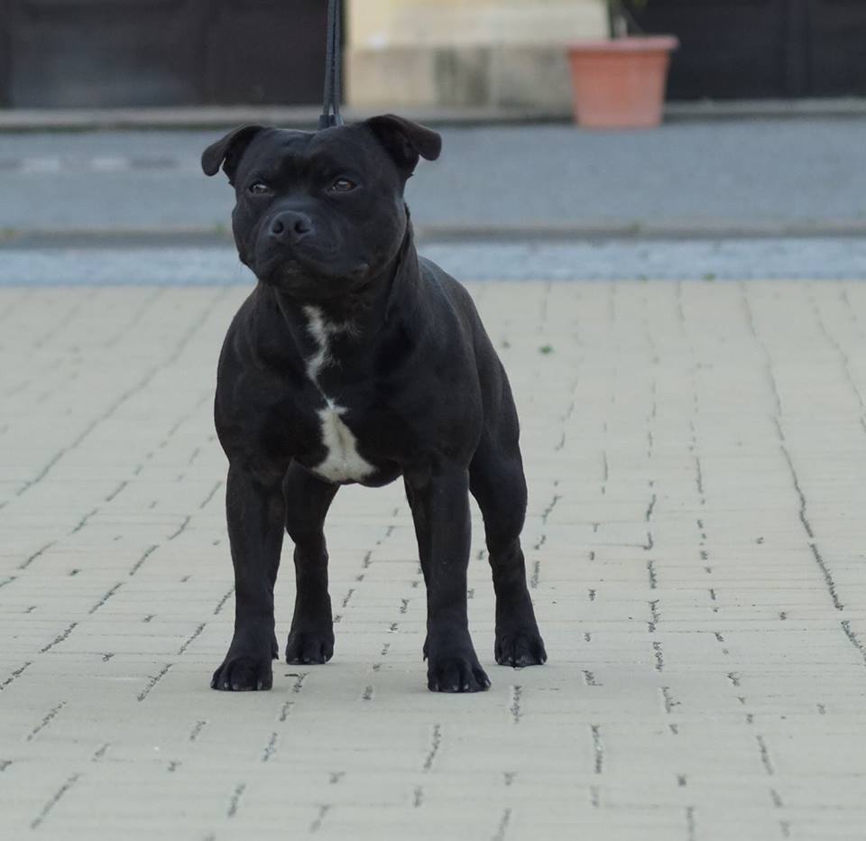 Shrnutí výstavní sezóny Domidar Dogs 2016