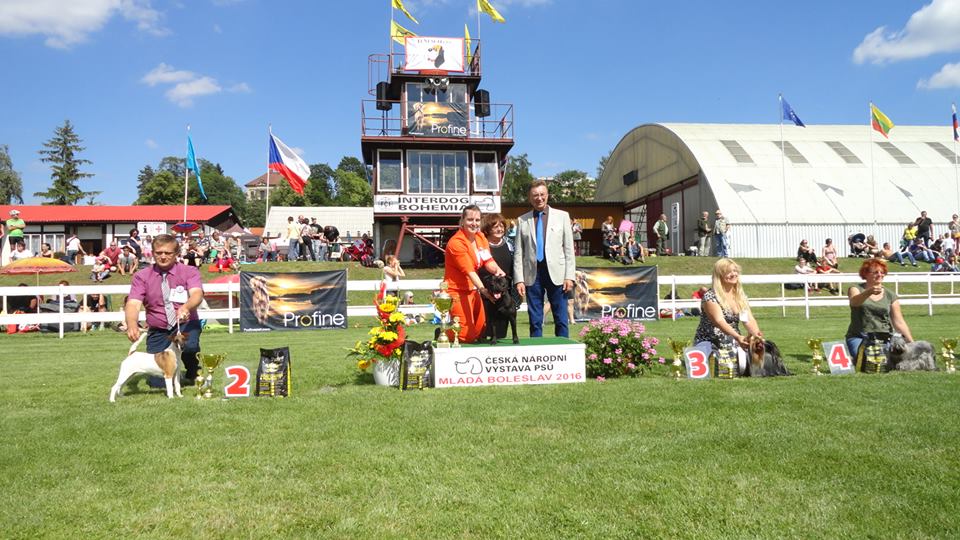 Shrnutí výstavní sezóny Domidar Dogs 2016